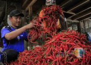 Pasokan Naik, Harga Cabai di Kediri Turun Signifikan: Rawit Prentol Rp13.000