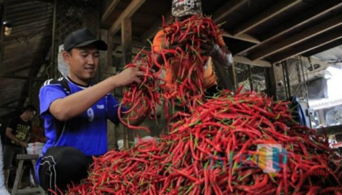 Pasokan Naik, Harga Cabai di Kediri Turun Signifikan: Rawit Prentol Rp13.000