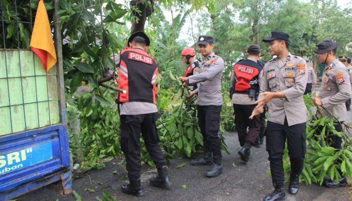 Angin Puting Beliung Terjang Tuban, Puluhan Rumah Rusak, Pohon Tumbang Timpa Bangunan