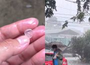 Hujan Es dan Angin Kencang Terjang Jember, Pohon Tumbang di 7 Titik