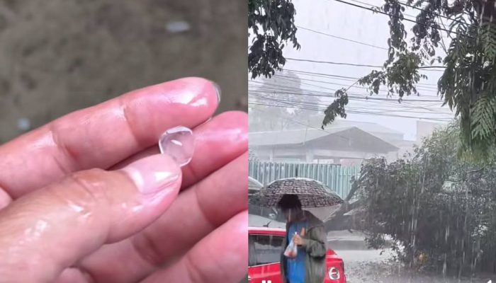 Hujan Es dan Angin Kencang Terjang Jember, Pohon Tumbang di 7 Titik