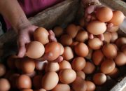 Harga Telur di Jombang Merangkak Naik, Tembus Rp29 Ribu per Kilogram