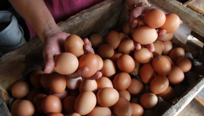Harga Telur di Jombang Merangkak Naik, Tembus Rp29 Ribu per Kilogram