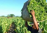 Kualitas Anjlok Akibat Cuaca, Serapan Tembakau Bondowoso oleh Pabrikan Rendah