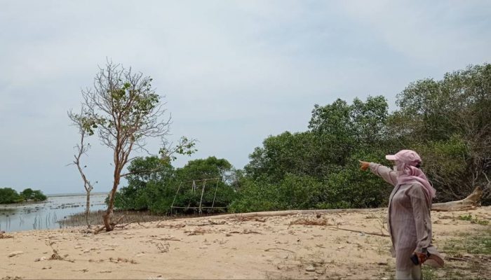 Ekosistem Karbon Biru Diproyeksikan Serap 10 Juta Ton CO2 per Tahun, Mayoritas dari Mangrove