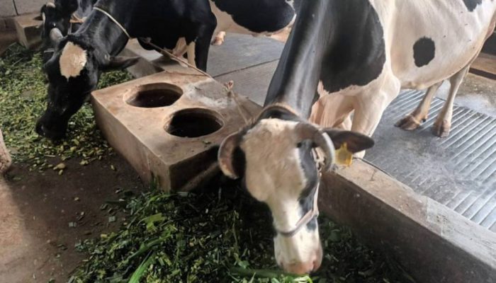 Wonosobo Disiapkan Jadi Sentra Susu Nasional