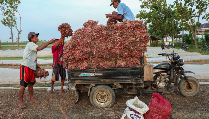 Cuaca Esktrem Gerus Produksi Bawang Merah hingga 40 Persen