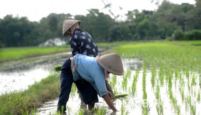 Tanam Padi Serentak di 25 Provinsi Tembus 50 Ribu Hektare Lahan