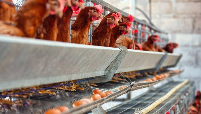Kementan Perkuat Langkah Stabilisasi Harga Ayam Bersama Industri Perunggasan