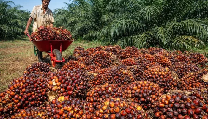 130 Perusahaan Sawit Belum Sesuaikan Harga TBS Sesuai Pasar