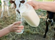 Konsumsi Susu Indonesia Kalah dari Malaysia, Singapura, dan Vietnam
