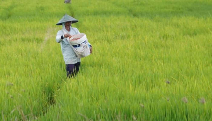 BRI Kucurkan KUR Rp 27,95 Triliun ke Sektor Pertanian