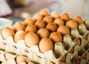 Jadi Makanan Favorit di Indonesia, Berikut Tiga Provinsi Penghasil Telur Terbesar