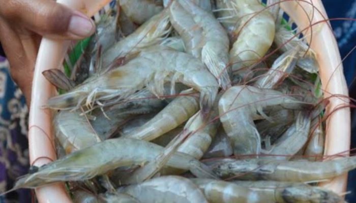 ID Food Lepas Ekspor Perdana Udang Vaname dari Gresik ke Amerika, Potensi Pasar Capai Rp 218,5 Miliar