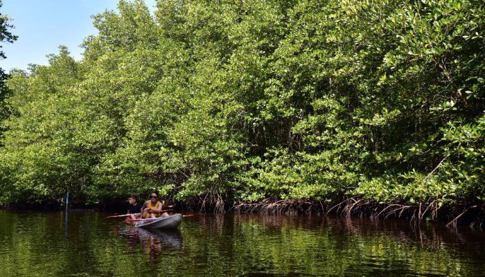 Setiap Tahun 52 Ribu Hektare Mangrove Rusak, Rehabilitasi Tidak Boleh Berhenti