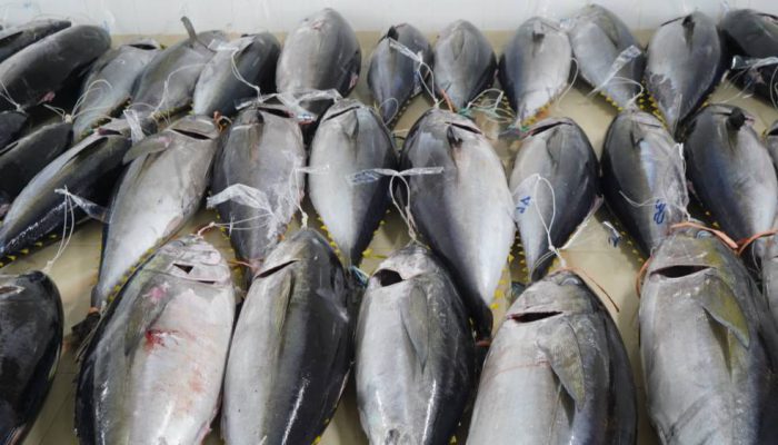 Tarif 0 Persen Tuna Cakalang ke Jepang Berlaku 1 Agustus 2026