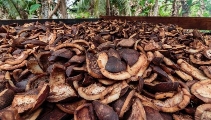 Perusahaan Pengelola Minyak Nabati di Surabaya Beli 30,2 Ton Kopra Masyarakat Adat Sarmi Papua