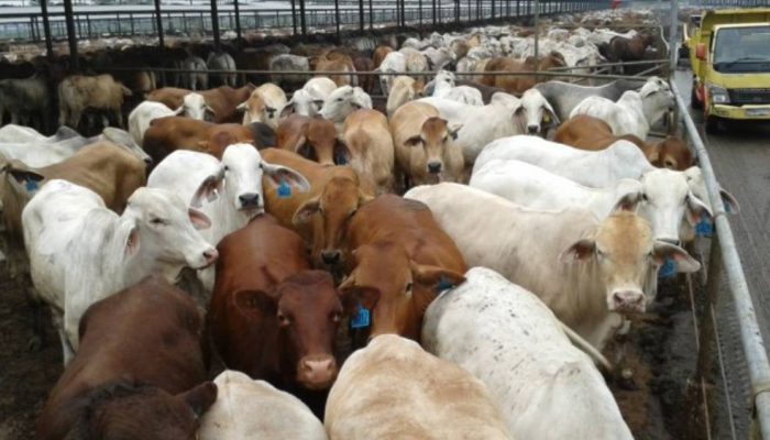 Brasil Jadi Bidikan, Pemerintah Percepat Pengadaan Sapi Indukan untuk Swasembada Daging
