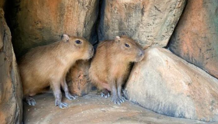 Solo Safari Punya Koleksi Baru, Hewan Pengerat Terbesar Asli Amerika Selatan