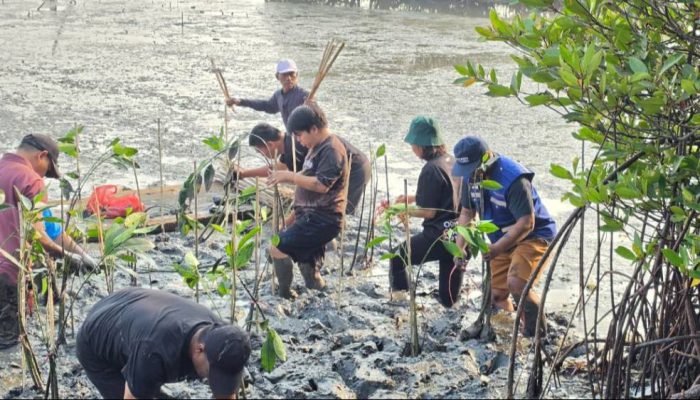 Sepanjang 2026, TPS Salurkan 10.000 Bibit Mangrove untuk Rehabilitasi Pesisir