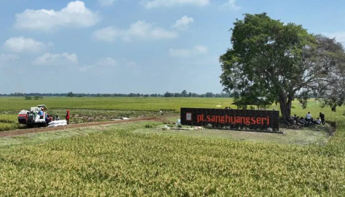 SHS Siapkan 3.200 Hektare Lahan Sukamandi untuk Perbenihan