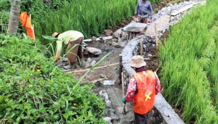 Pemerintah Bangun 2,4 Km Irigasi agar Petani Cirebon Tetap Berproduksi saat Kemarau