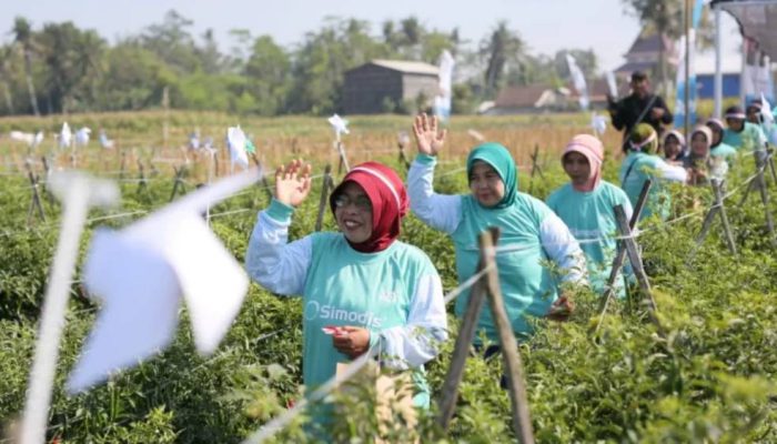 Hadapi Ancaman Thrips, Syngenta Kenalkan SIMODIS® kepada 285 Petani Jember dan Banyuwangi