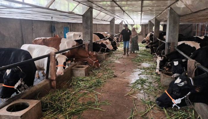 Bangun Ekosistem Peternakan Nasional, Pemerintah Siapkan Anggaran Rp 17 Triliun
