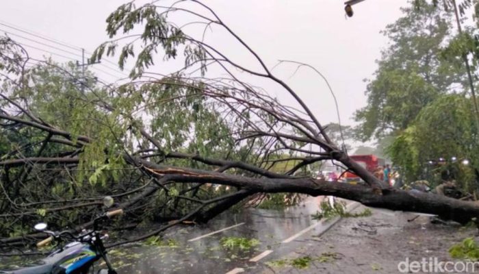 Pakar ITS Ingatkan Risiko Pohon Tumbang karena Angin Kencang saat Pergantian Musim