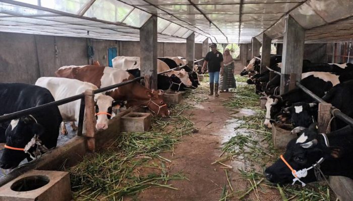 Produksi Susu Segar Dalam Negeri Hanya Mampu Penuhi 20 Persen Kebutuhan Nasional