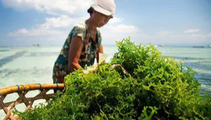 Sarmuji Targetkan Produksi Rumput Laut Indonesia Jadi Nomor Satu Dunia