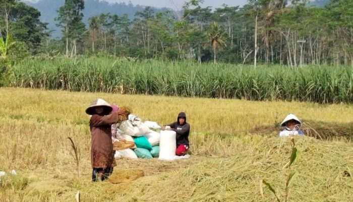 Produksi Padi hingga Agustus 2026 Capai 43,89 Juta Ton