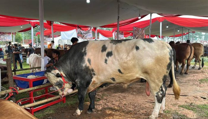 Dorong Lompatan Produksi Daging, Kontes Sapi APPSI Jadi Etalase Ternak Unggul