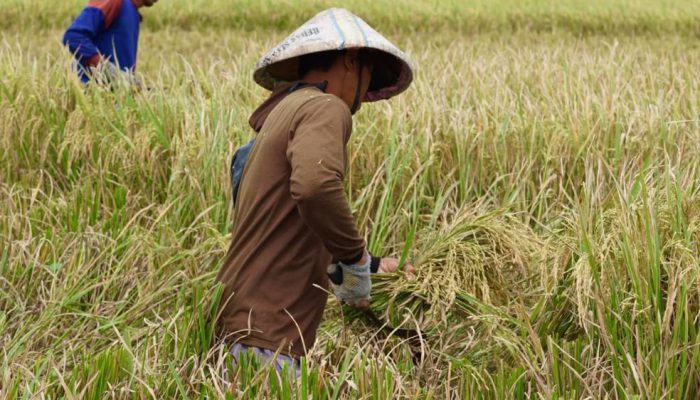 Penyerapan Gabah Petani di Jatim Sudah Lebihi Target, Segini Angkanya