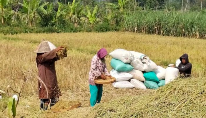 Perkuat Fondasi Ketahanan Pangan Nasional dengan Swasembada Beras