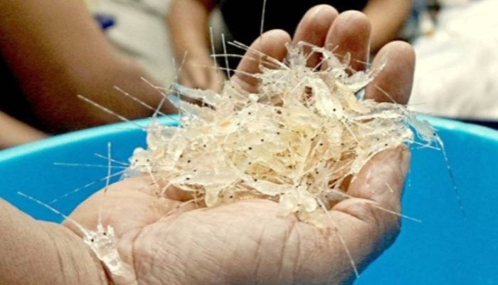 Indonesia Kehilangan Rp 40 Triliun Setiap Tahun gara-gara Penyelundupan Benih Lobster
