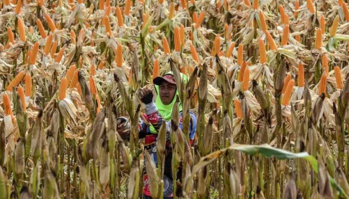 Produksi Jagung Diprediksi Tembus 2,1 Juta Ton